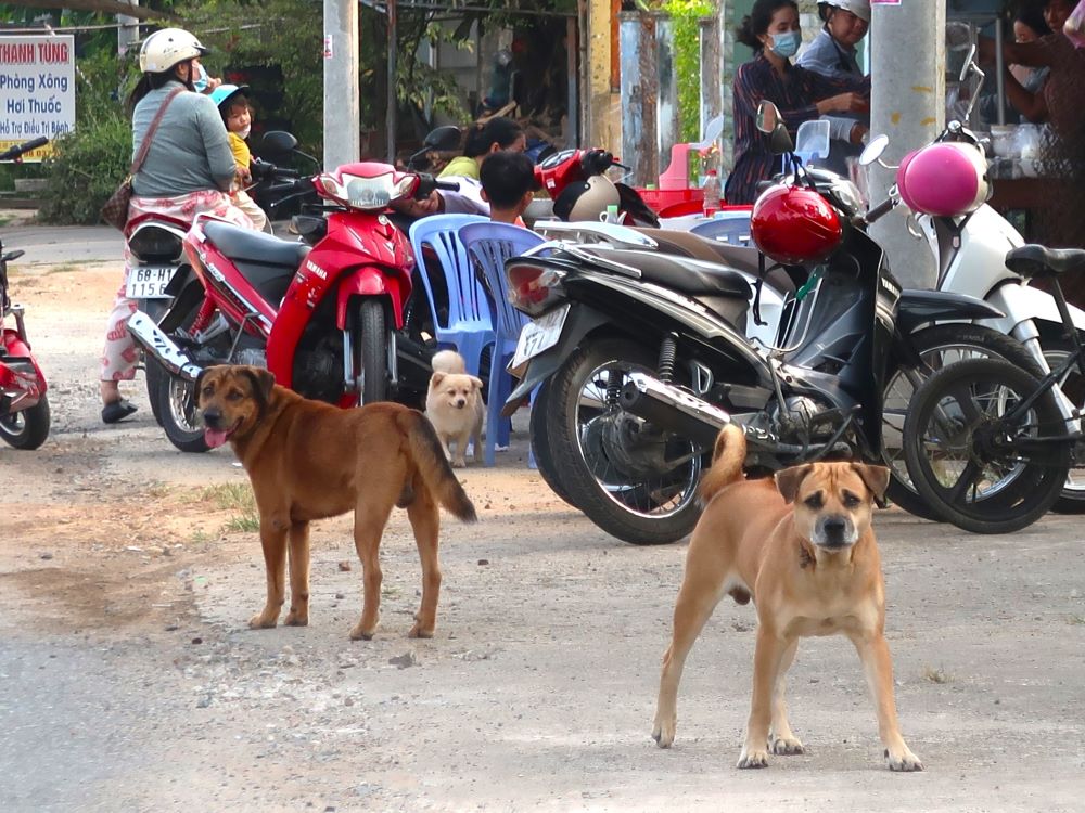 犬