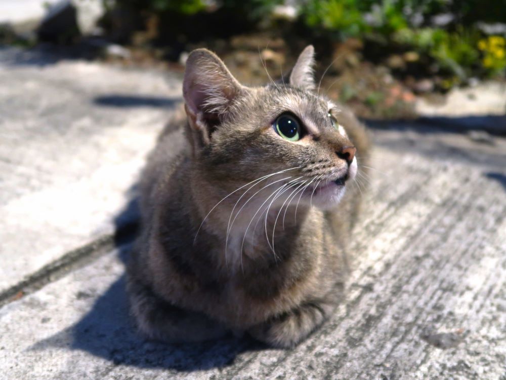 丸い
