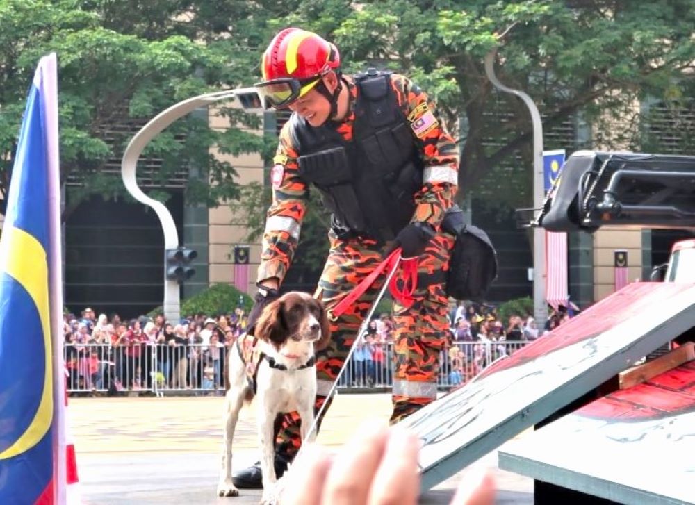 救助犬