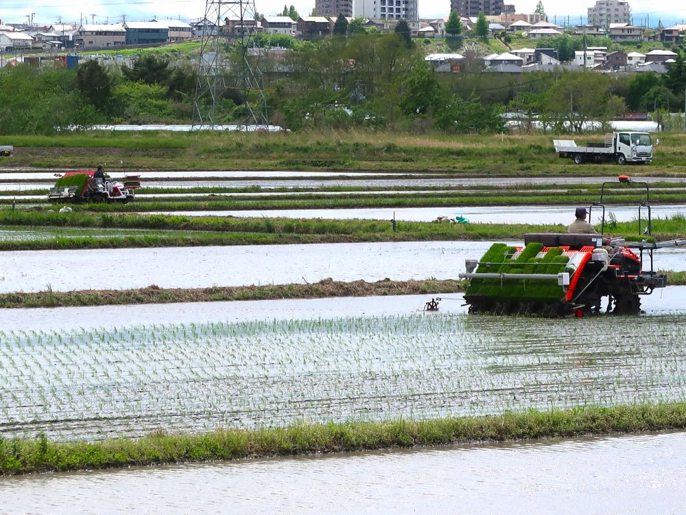 田植え