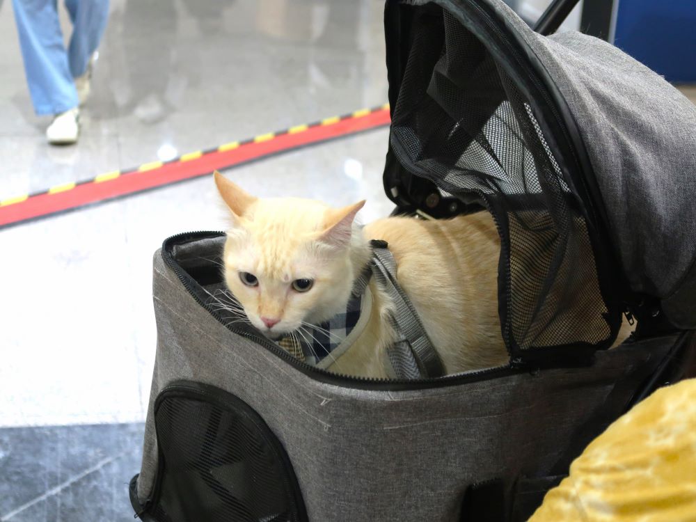 キャットカー