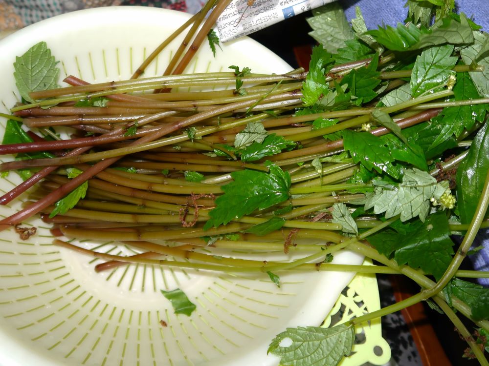 山菜1