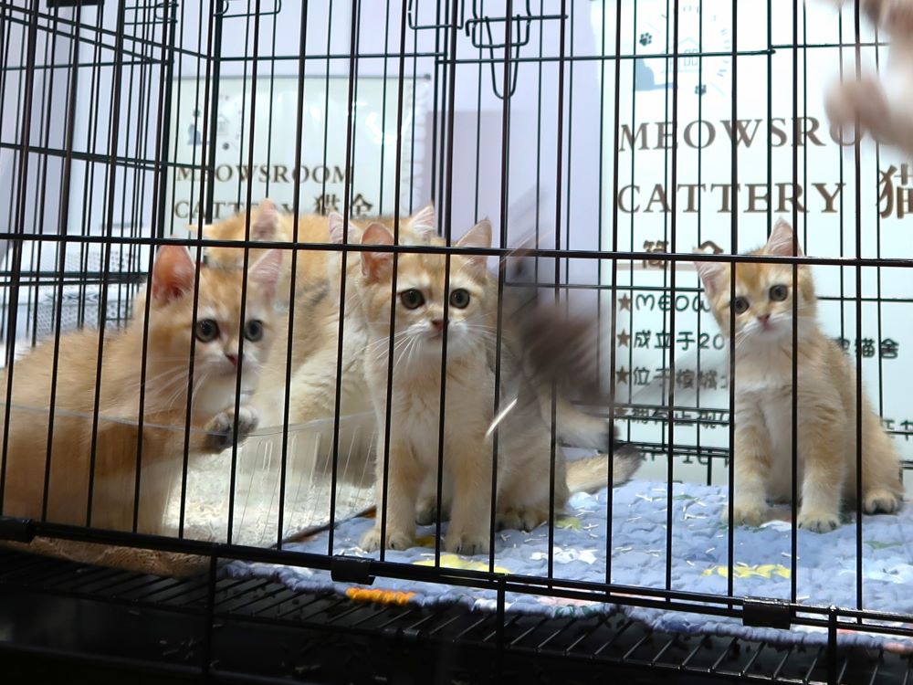 仔猫