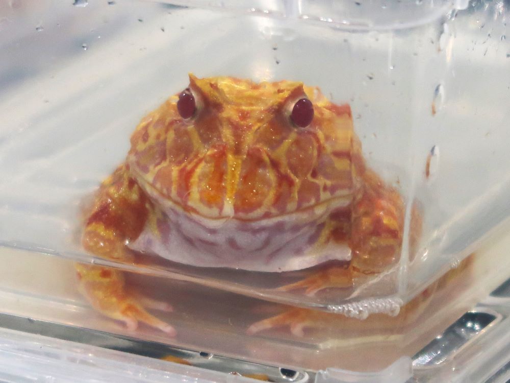 カエル