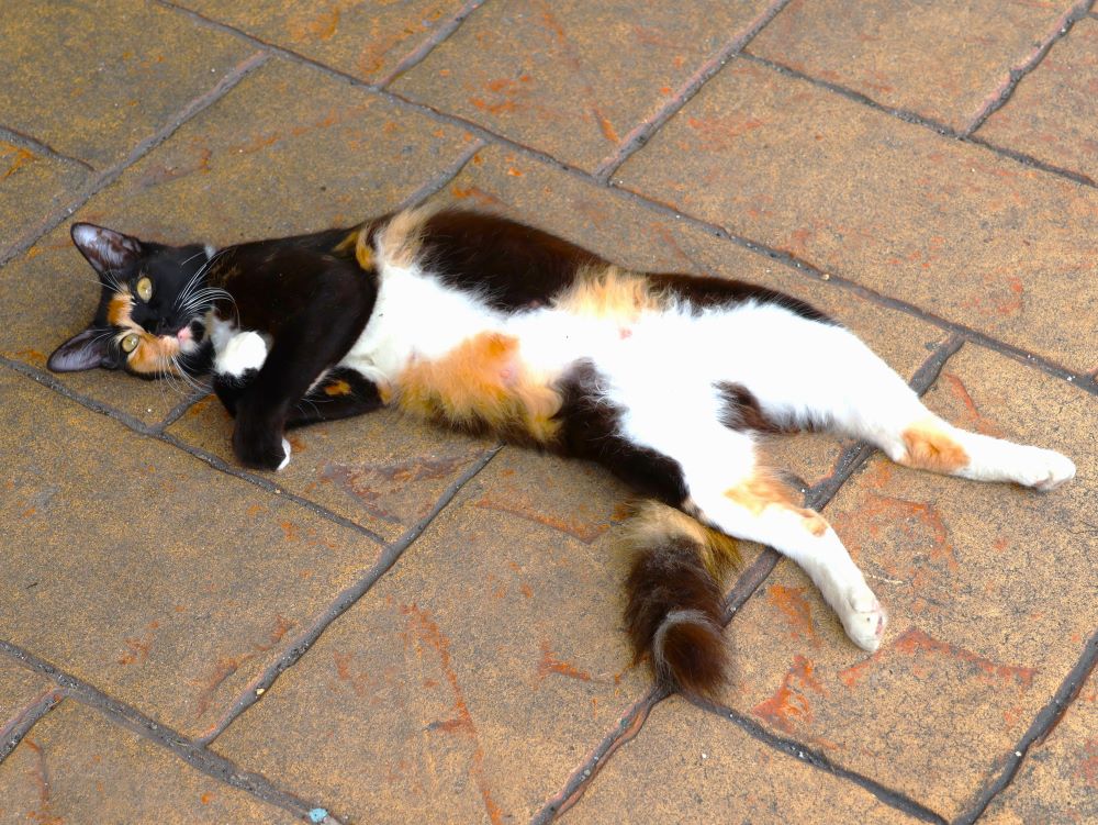 猫