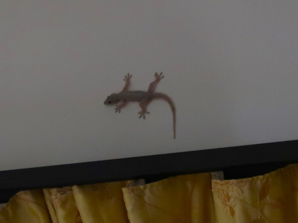 ごきぶり7