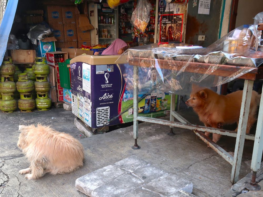 犬