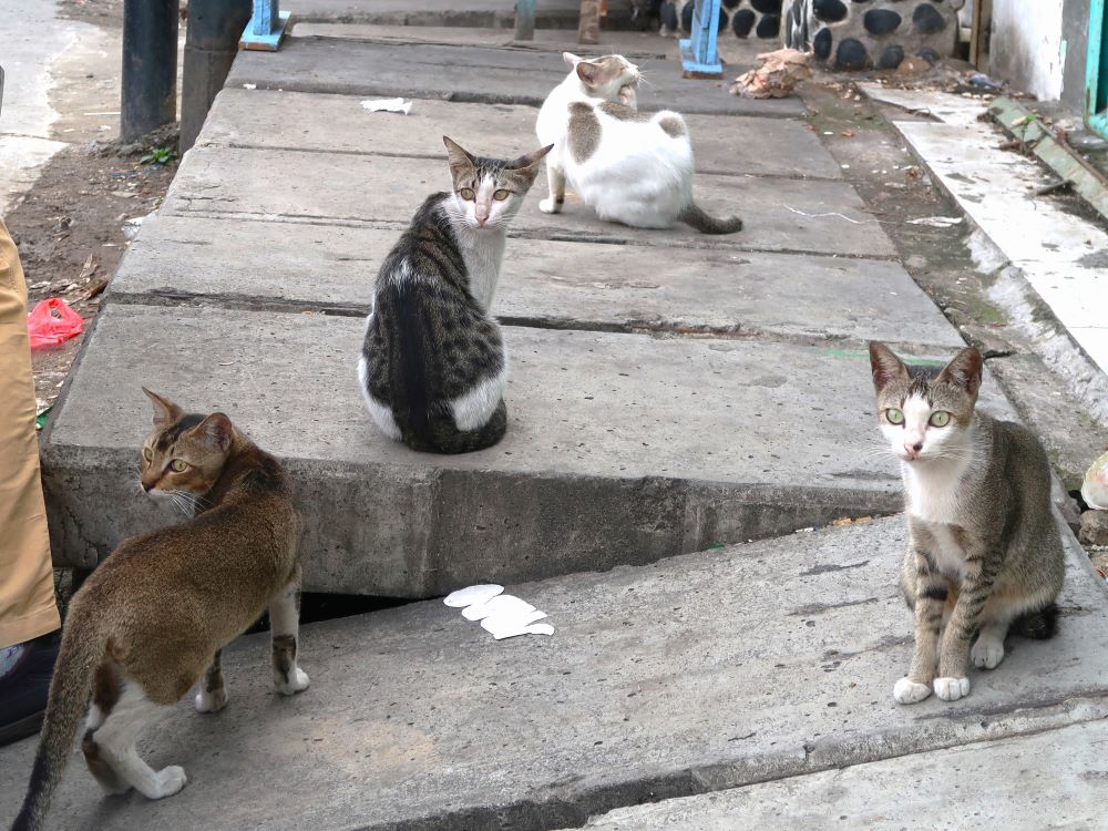 猫1