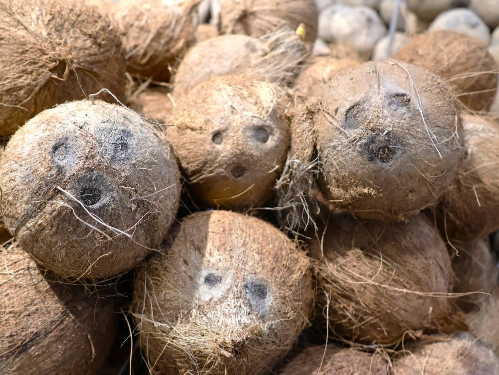 ココナッツミルク１