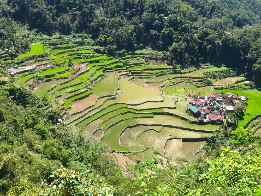 棚田