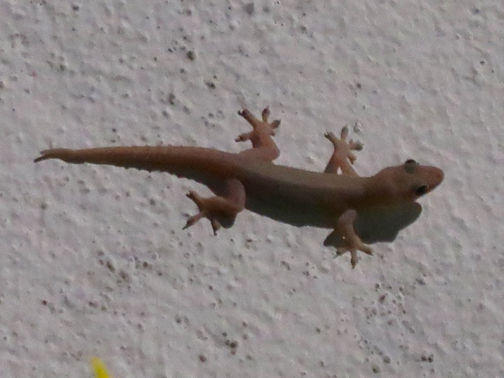 ヤモリ１