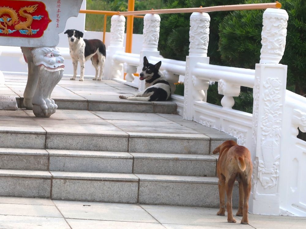 犬